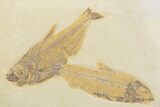 Plate With Two Fossil Fish (Diplomystus & Knightia) - Wyoming #369510-1